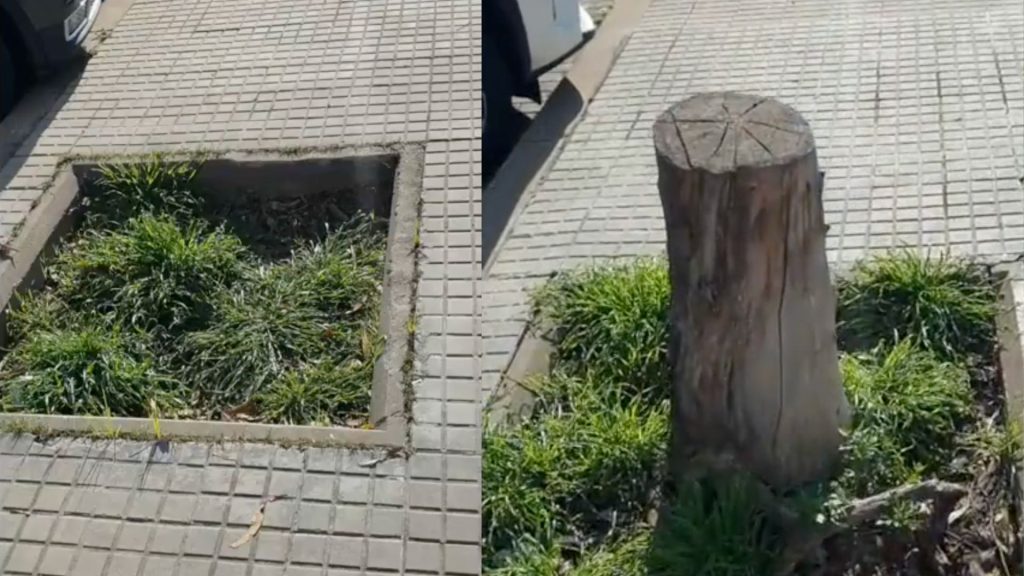 Sant Boi respon a la demanda veïnal amb la plantació de 840 arbres nous